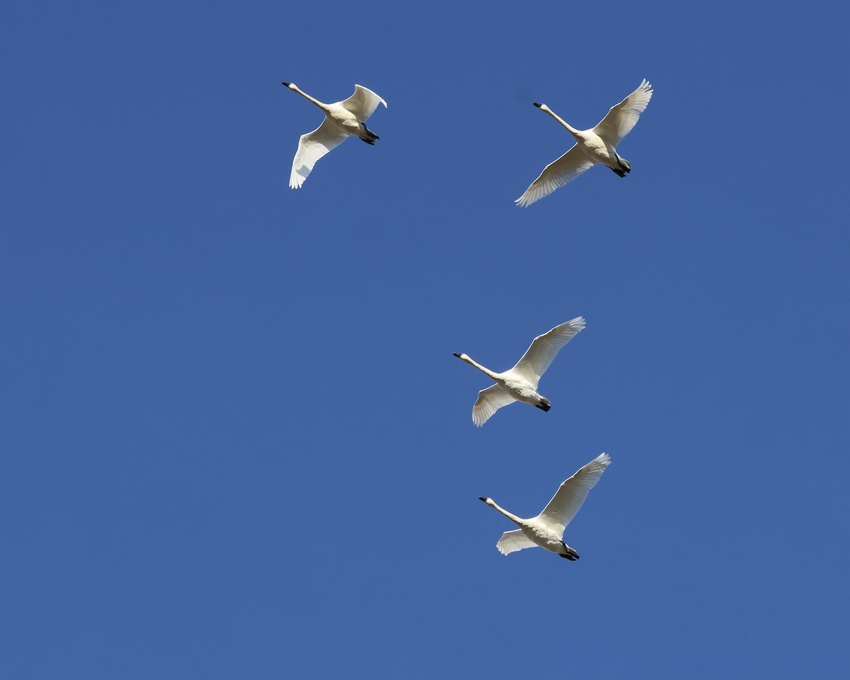 Tundra Swan - ML642908627