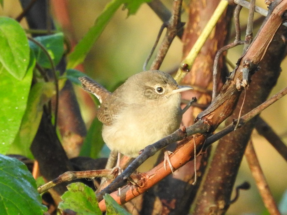 Northern House Wren - ML642908630