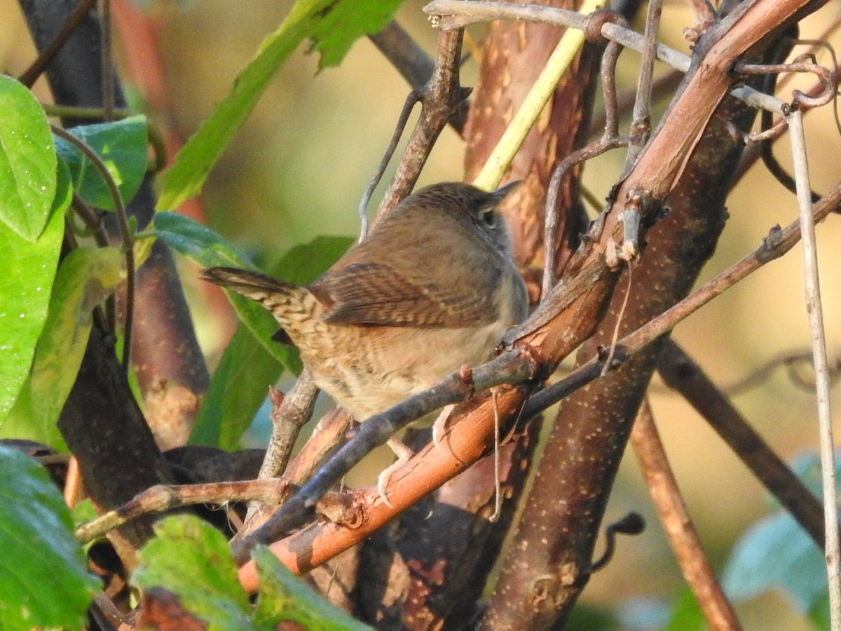 Northern House Wren - ML642908631