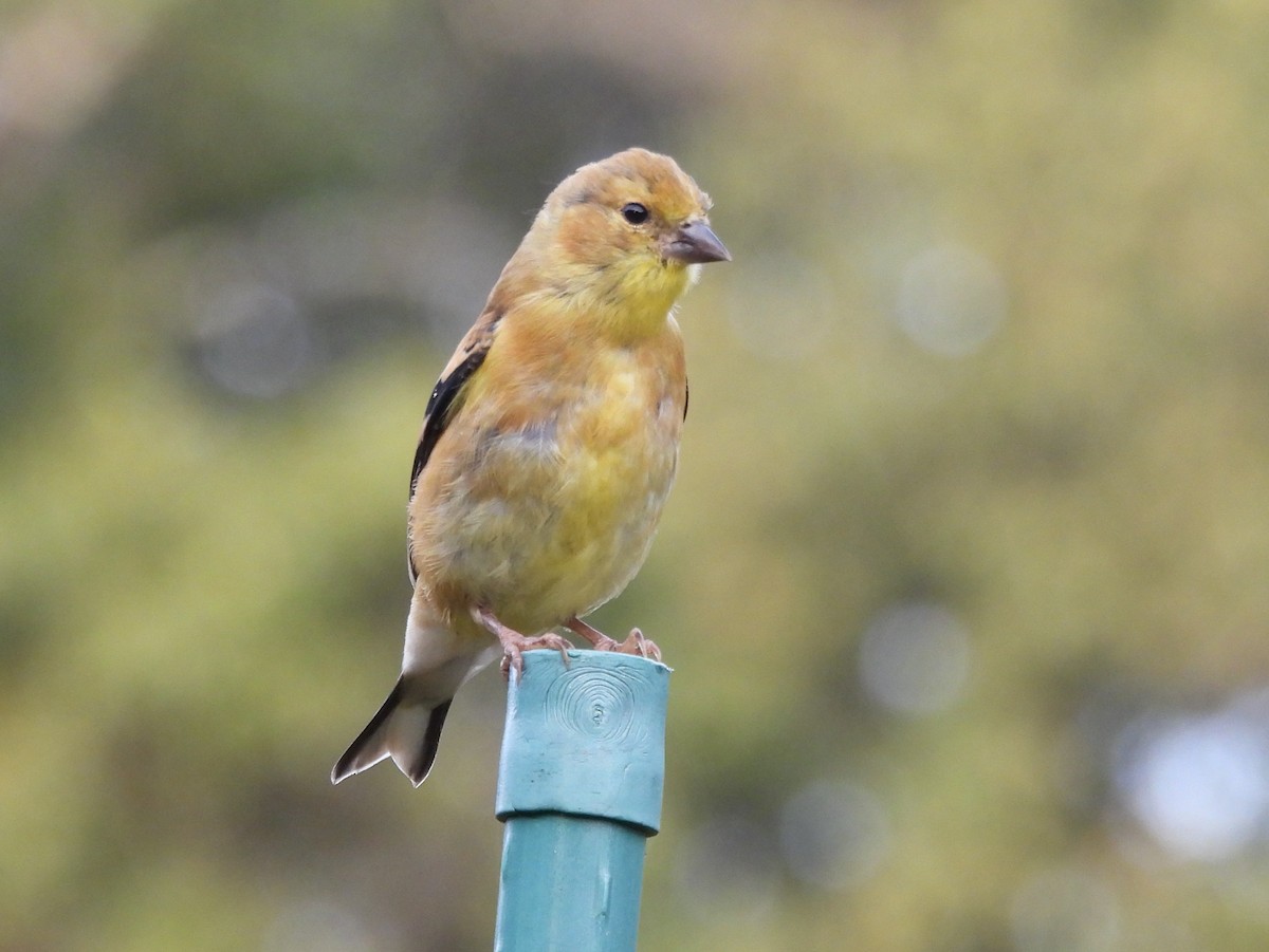 American Goldfinch - ML642908643