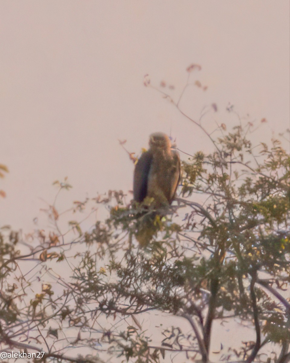Tawny Eagle - ML642908647