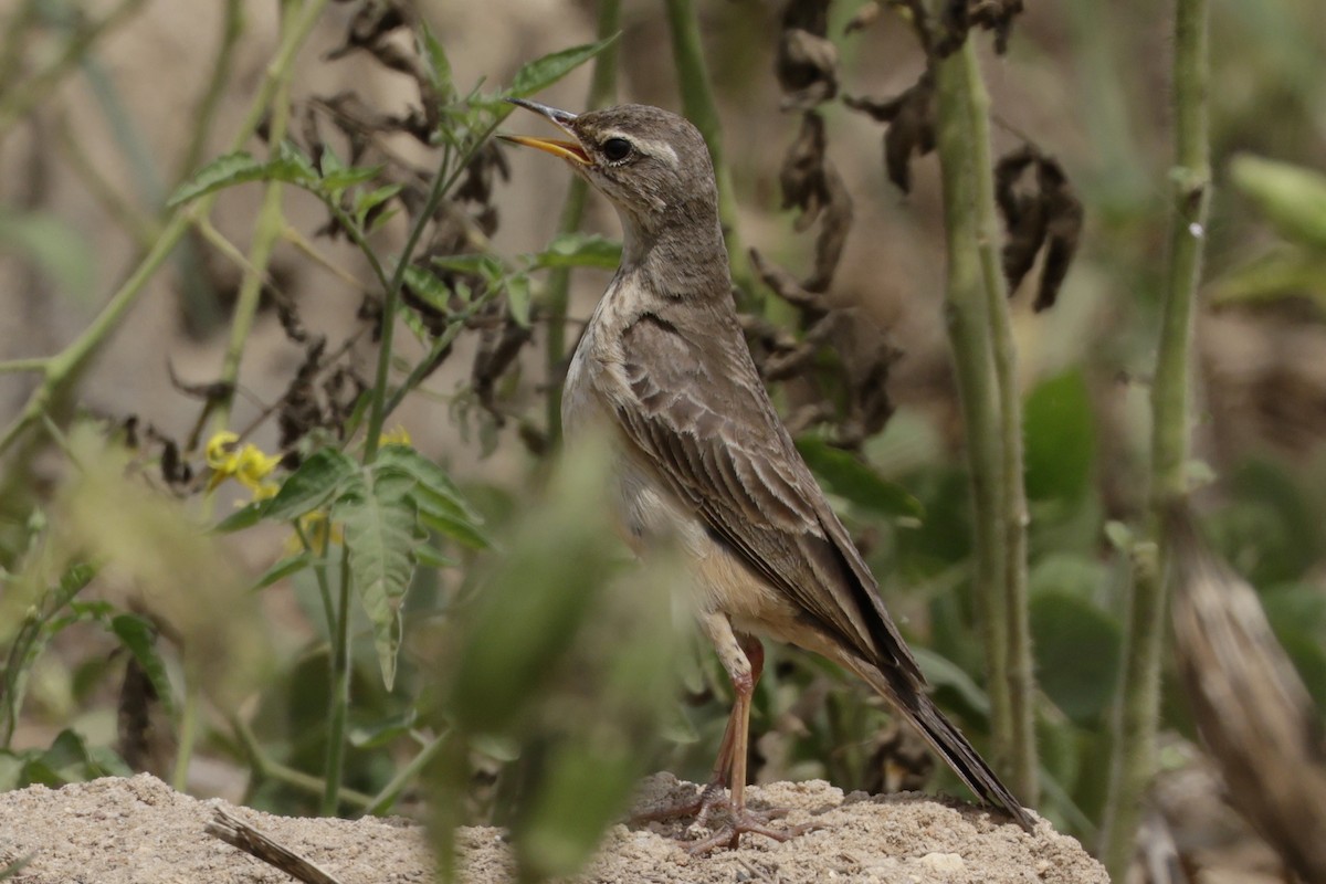 Plain-backed Pipit - ML642908662