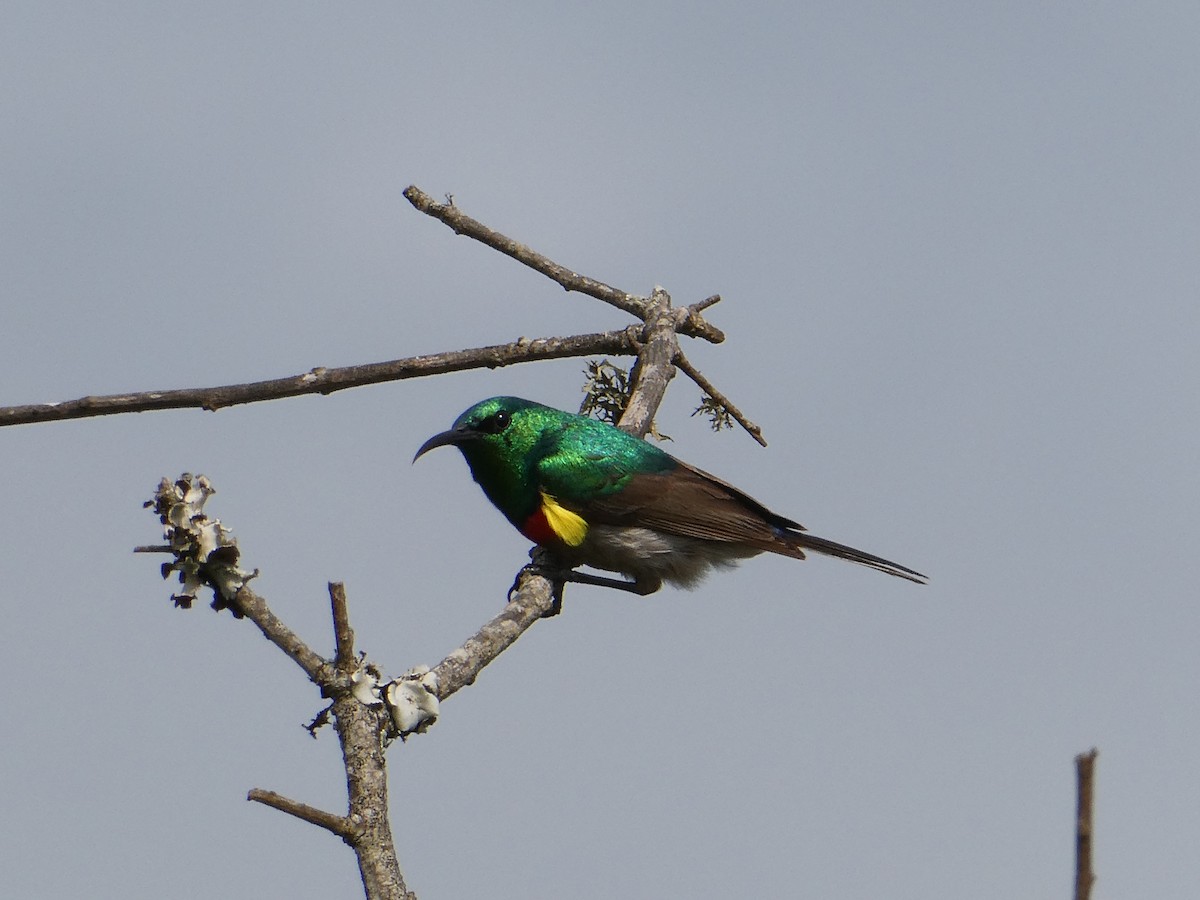 Southern Double-collared Sunbird - ML642908663