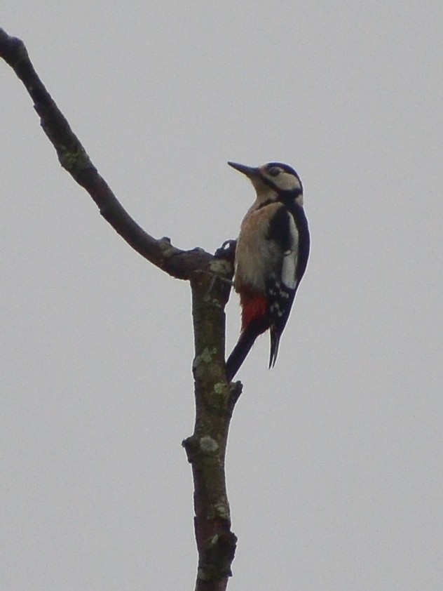 Great Spotted Woodpecker - ML642908671