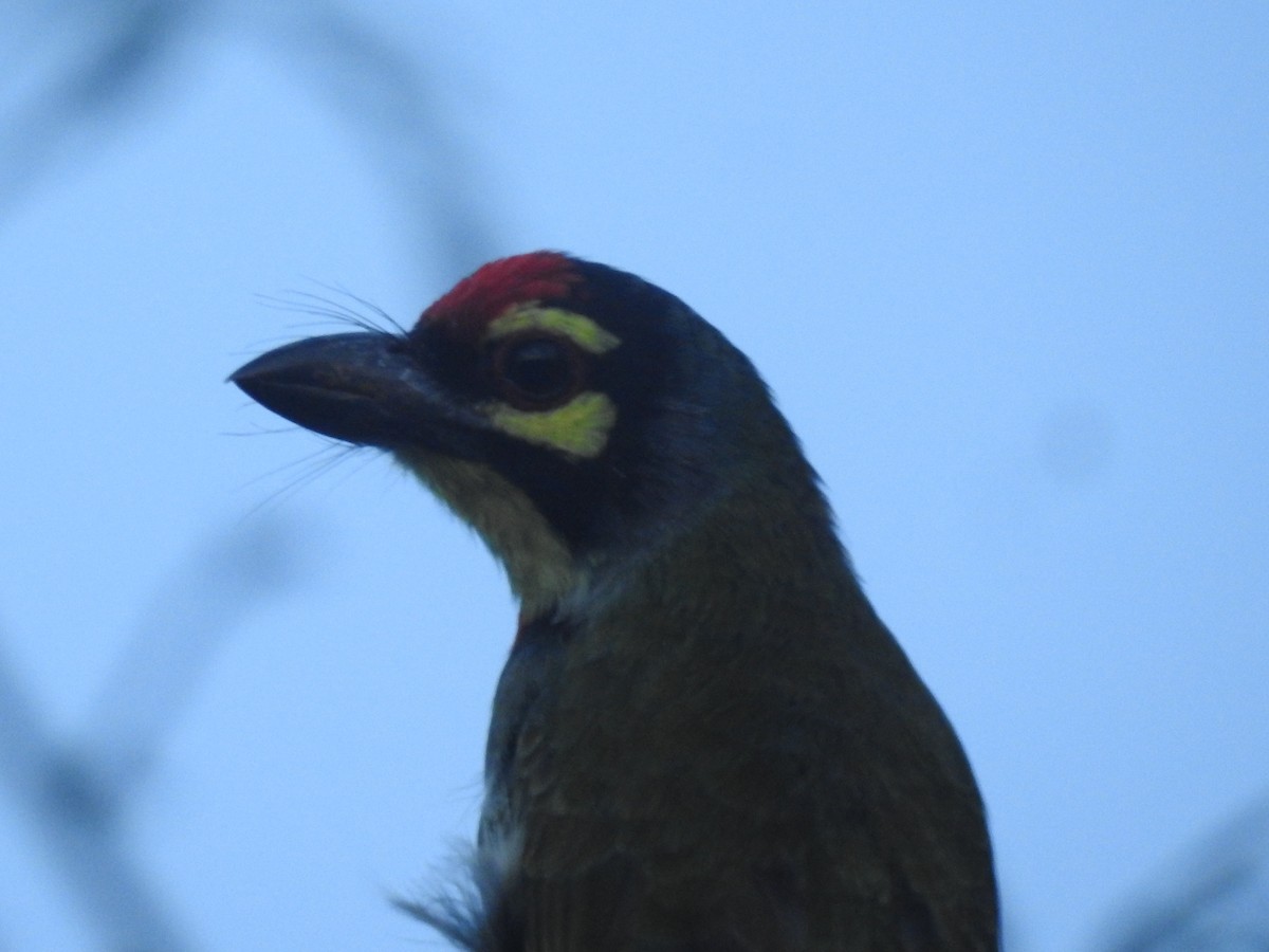 Coppersmith Barbet - ML642908701