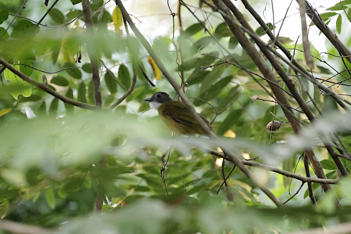 Red-tailed Greenbul - ML642908702