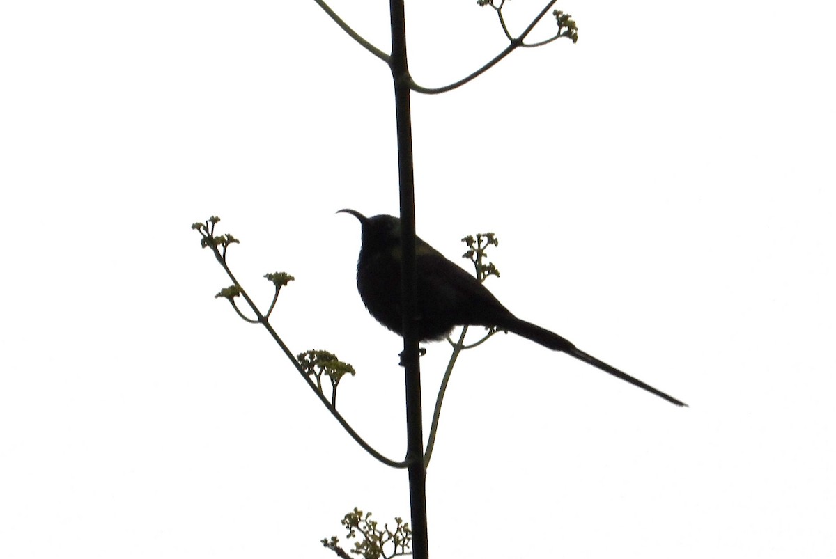 Bronze Sunbird - ML642908713