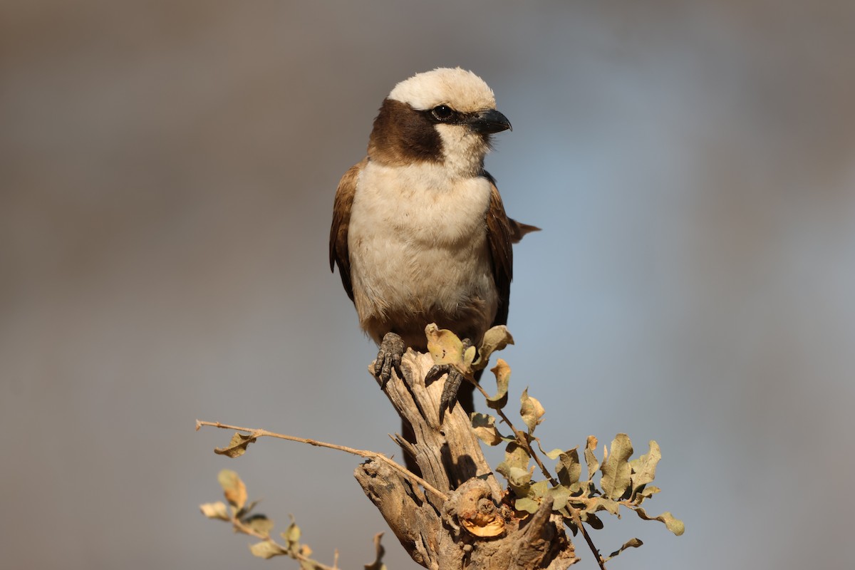 White-crowned Shrike - ML642908715