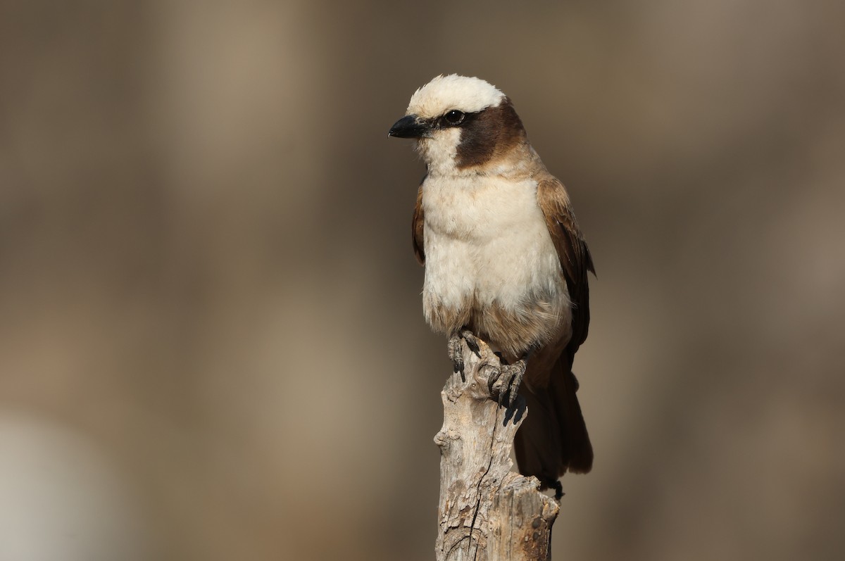 White-crowned Shrike - ML642908722