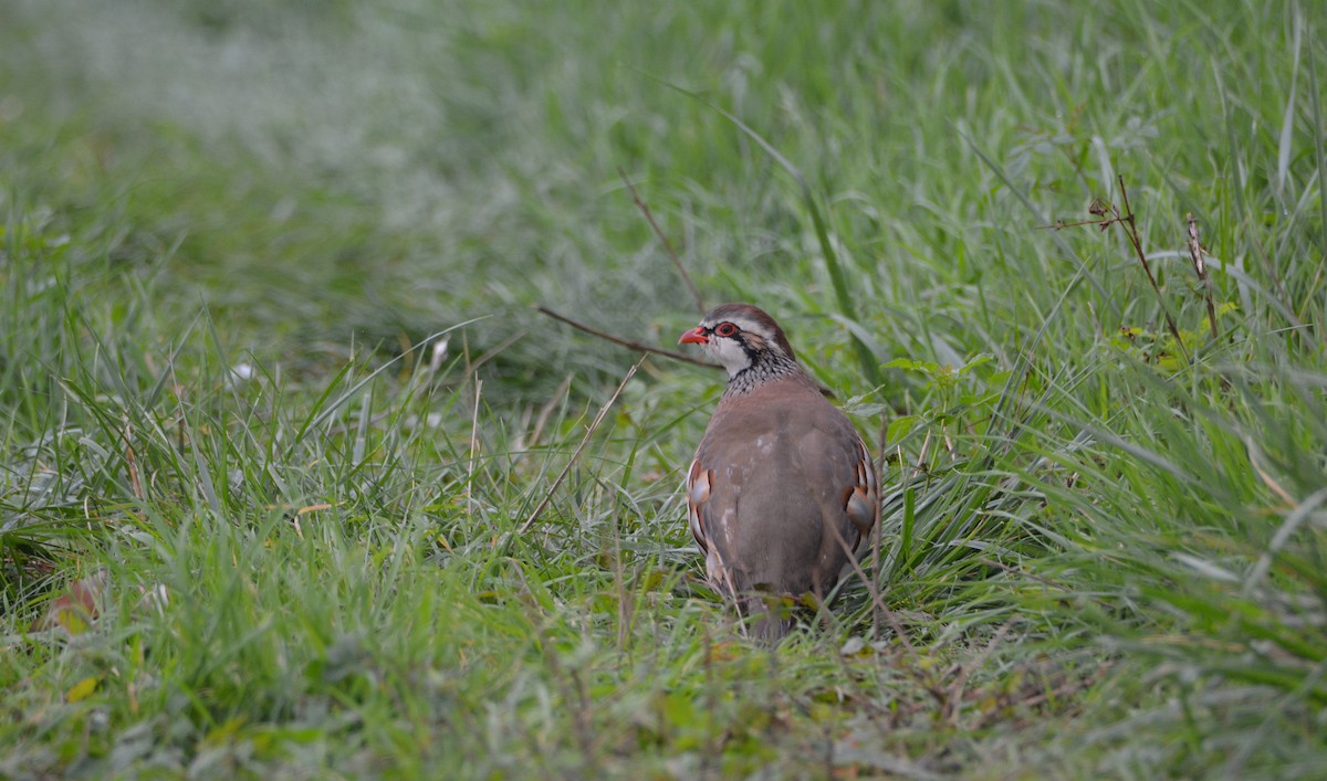 Red-legged Partridge - ML642908734