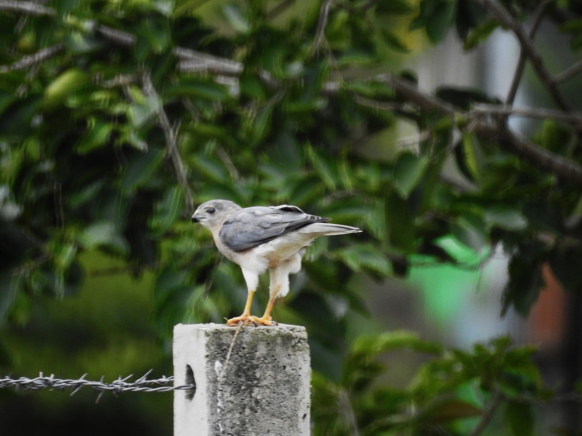 Shikra - ML642908745