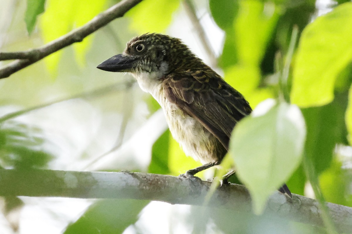 Speckled Tinkerbird - ML642908752