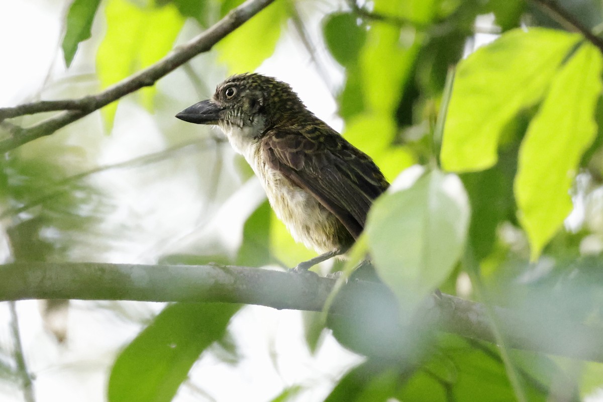 Speckled Tinkerbird - ML642908753