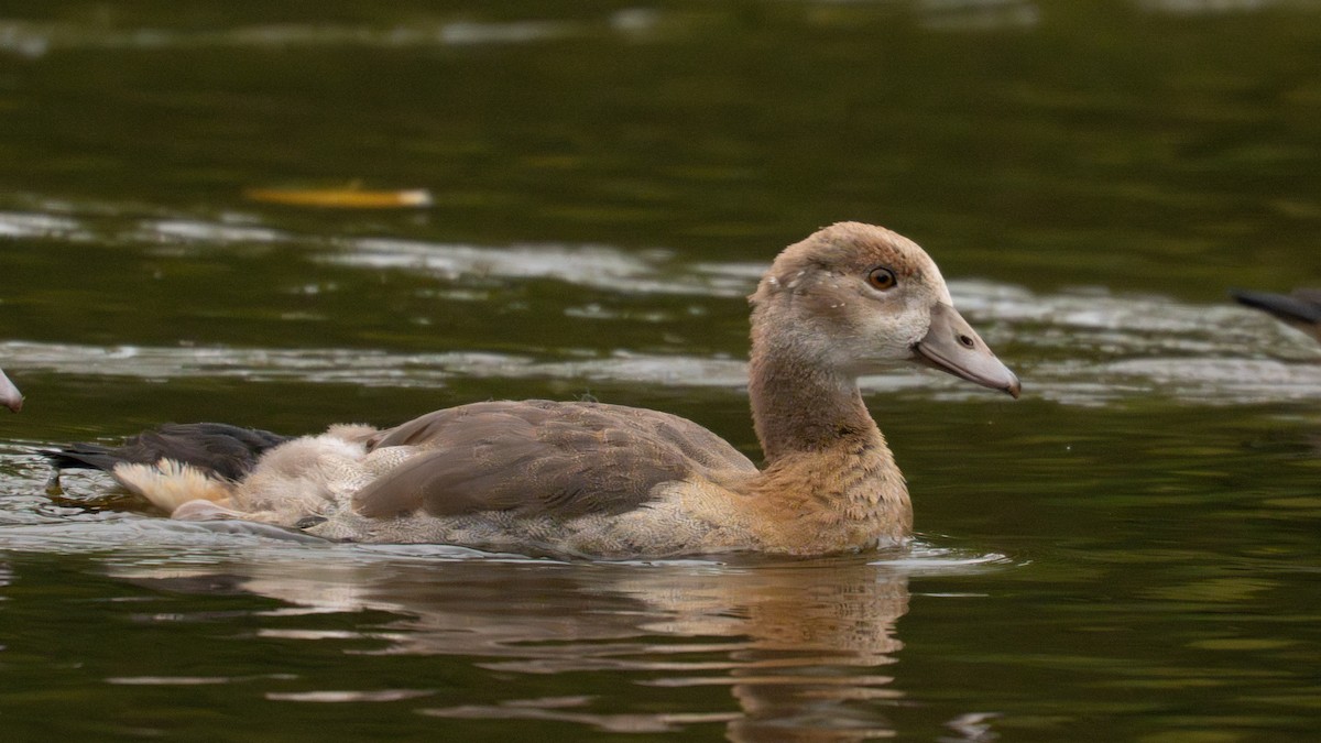 Egyptian Goose - ML642908766