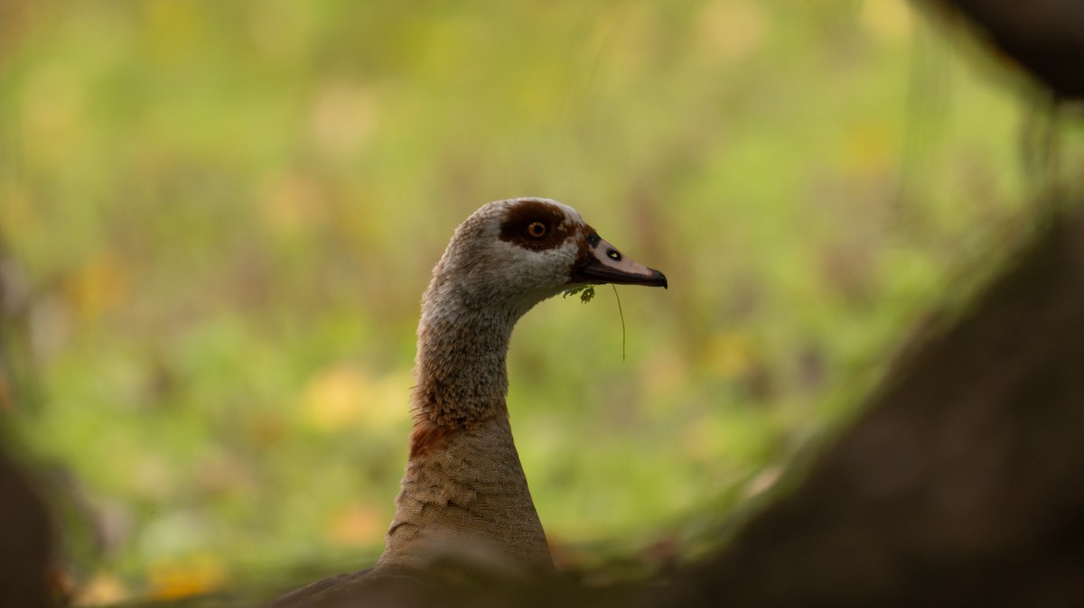 Egyptian Goose - ML642908767
