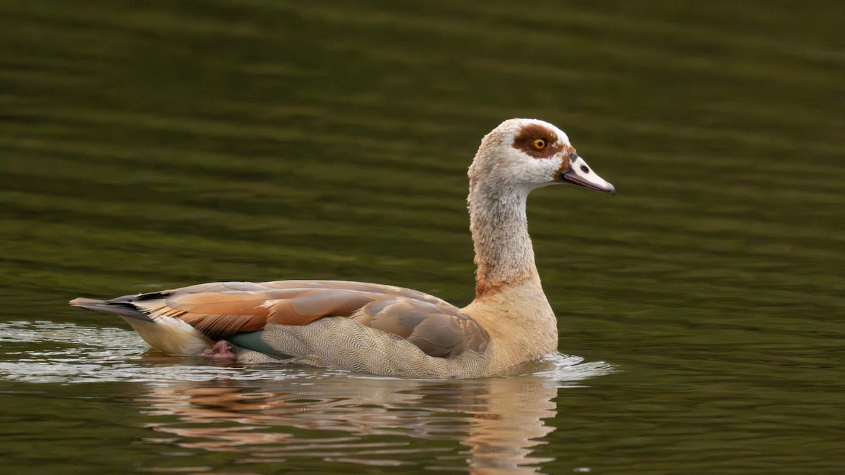 Egyptian Goose - ML642908768