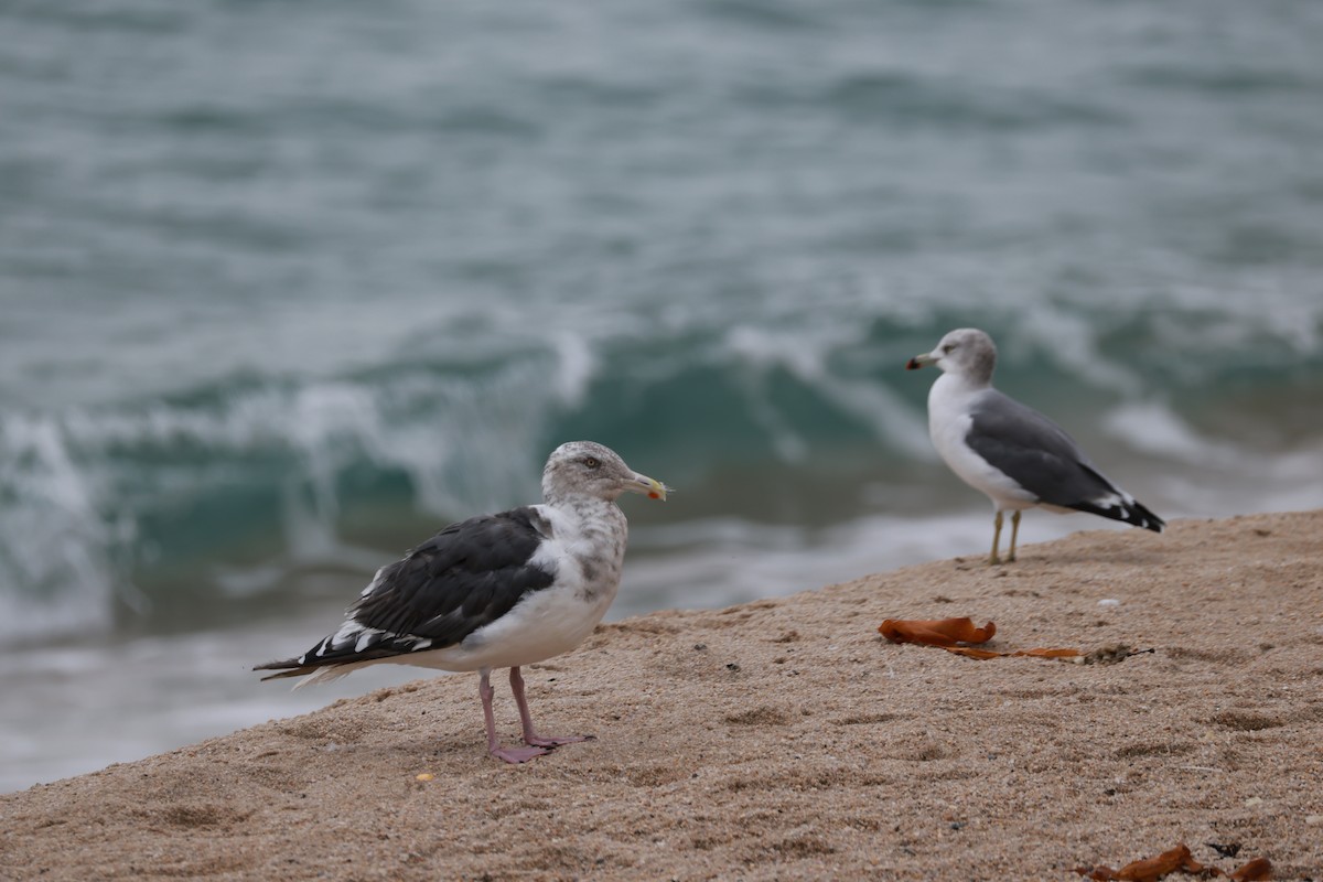 Slaty-backed Gull - ML642908775