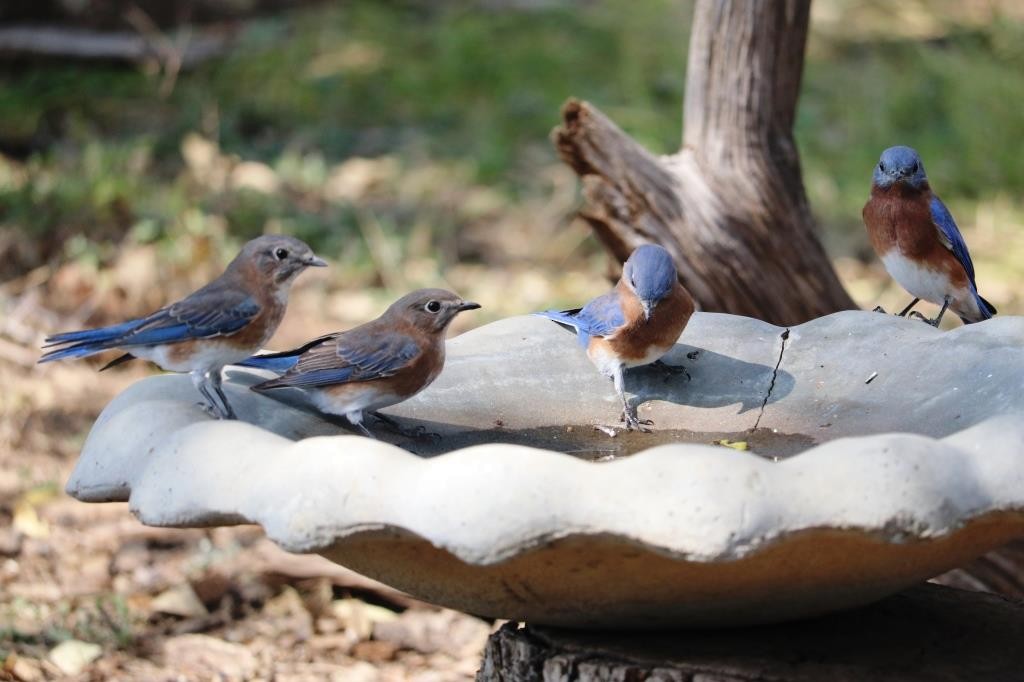 Eastern Bluebird - ML642908780