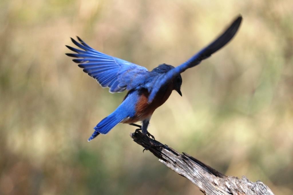 Eastern Bluebird - ML642908804