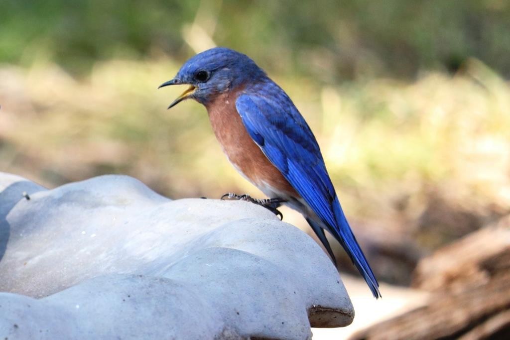 Eastern Bluebird - ML642908805