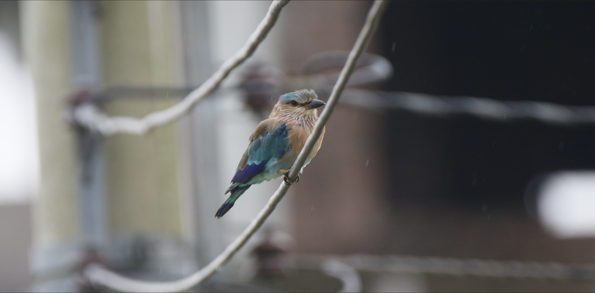 Indian/Indochinese Roller - ML642908817