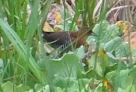White-throated Crake - ML642908836