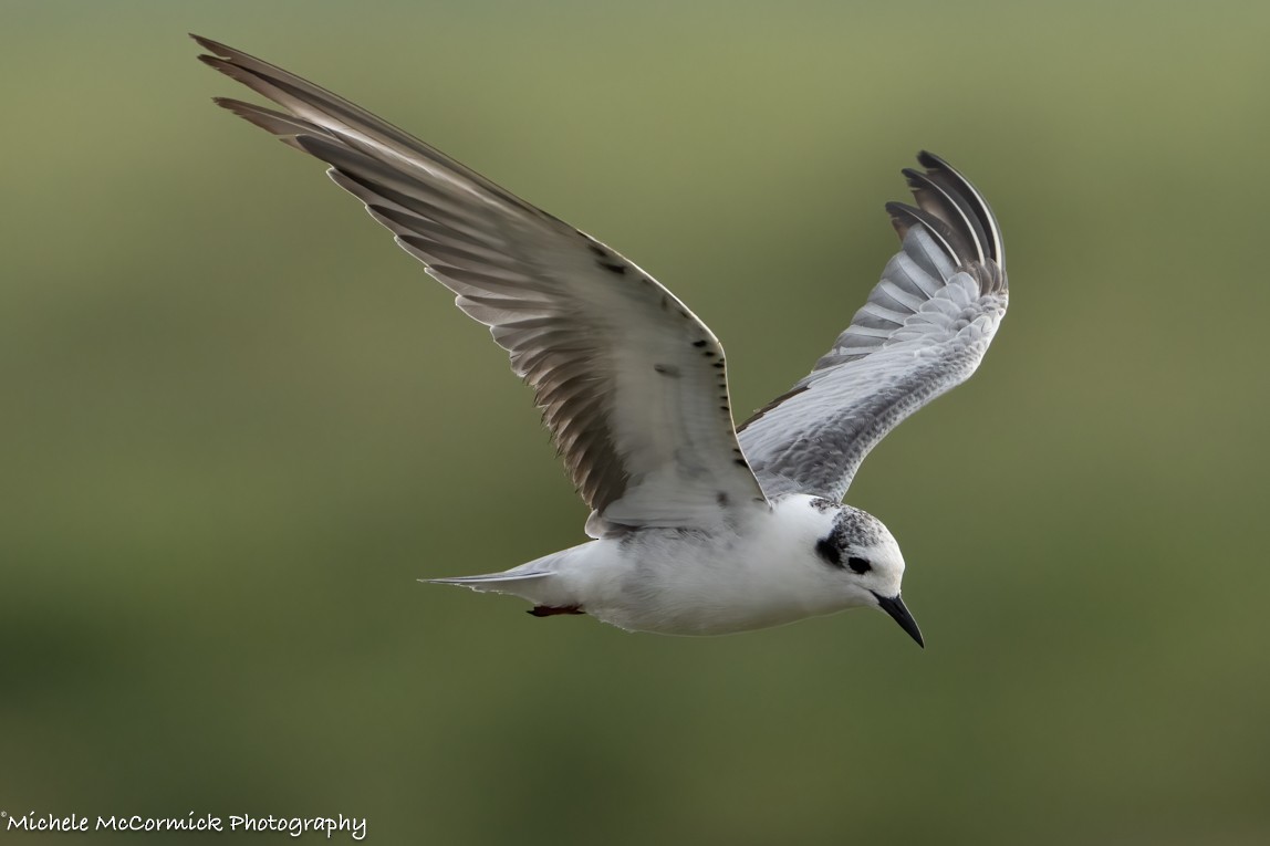 White-winged Tern - ML642908841