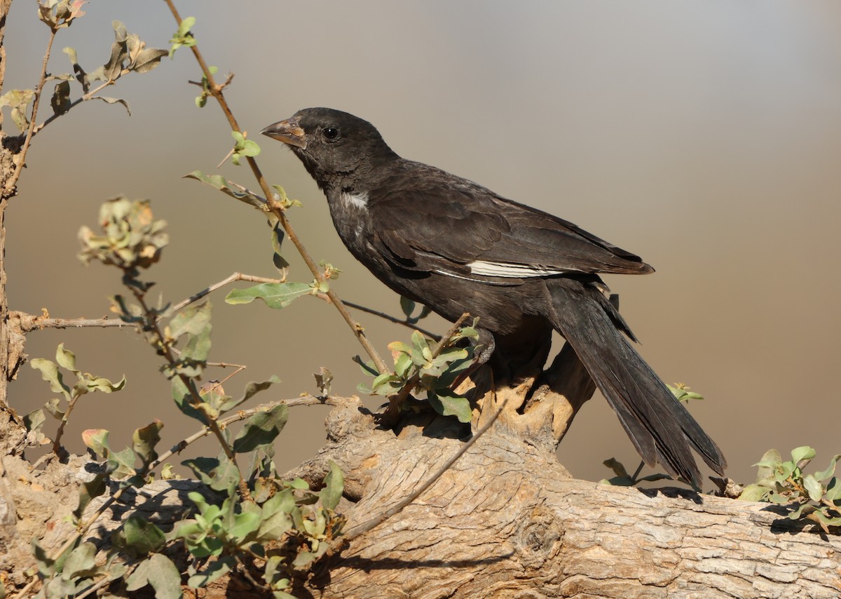 Red-billed Buffalo-Weaver - ML642908858