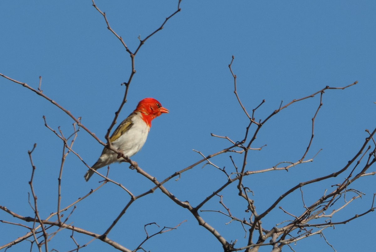 Red-headed Weaver - ML642908873