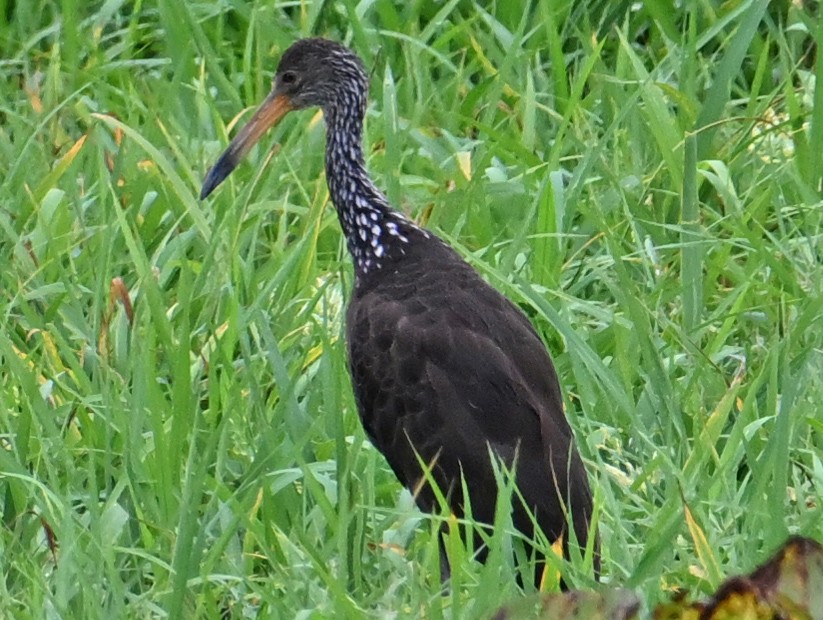 Limpkin (Brown-backed) - ML642908874