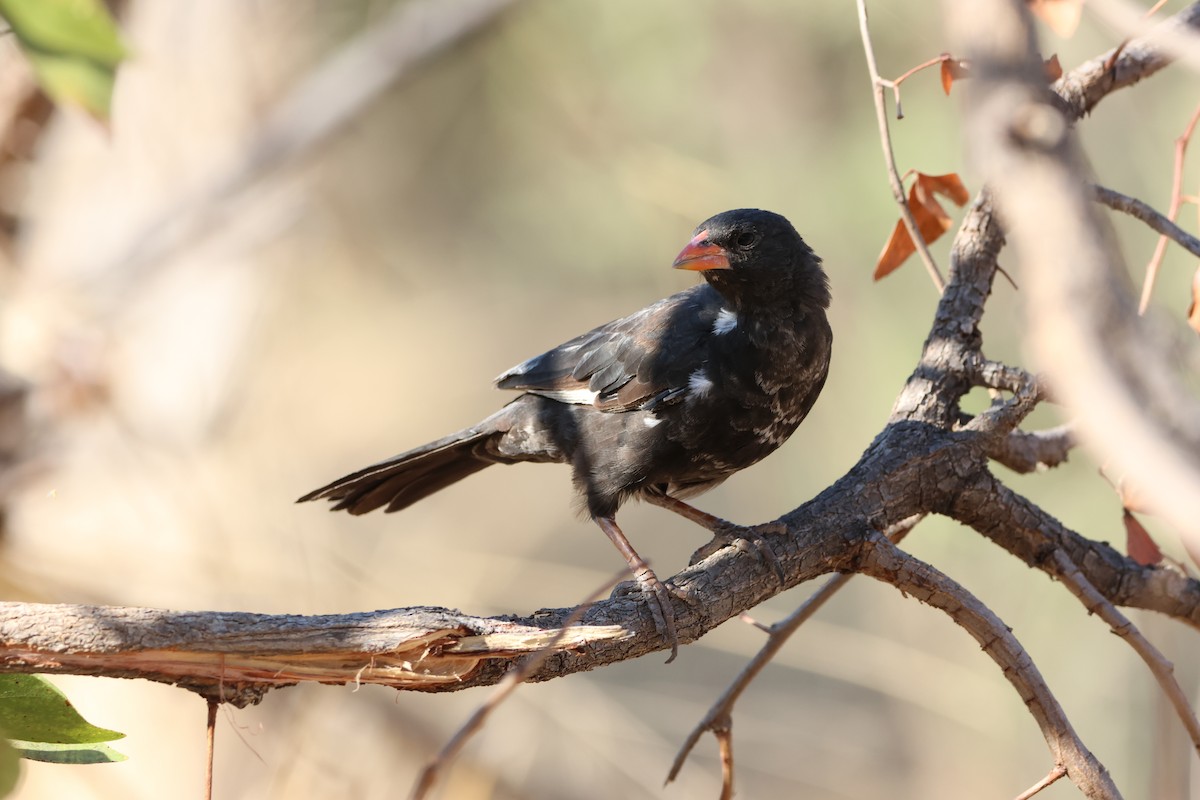 Red-billed Buffalo-Weaver - ML642908906