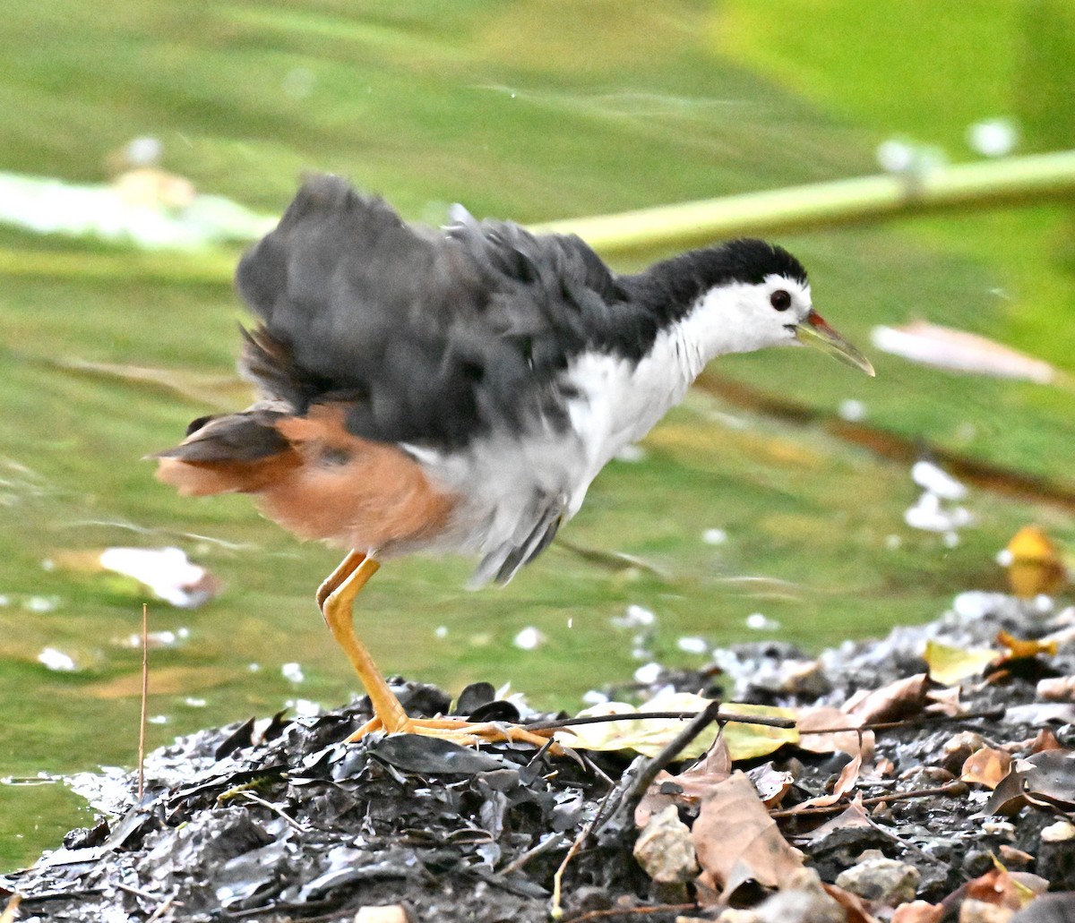 White-breasted Waterhen - ML642908924