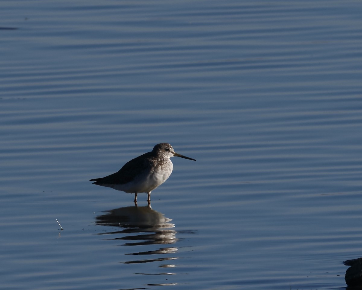 Greater Yellowlegs - ML642908939