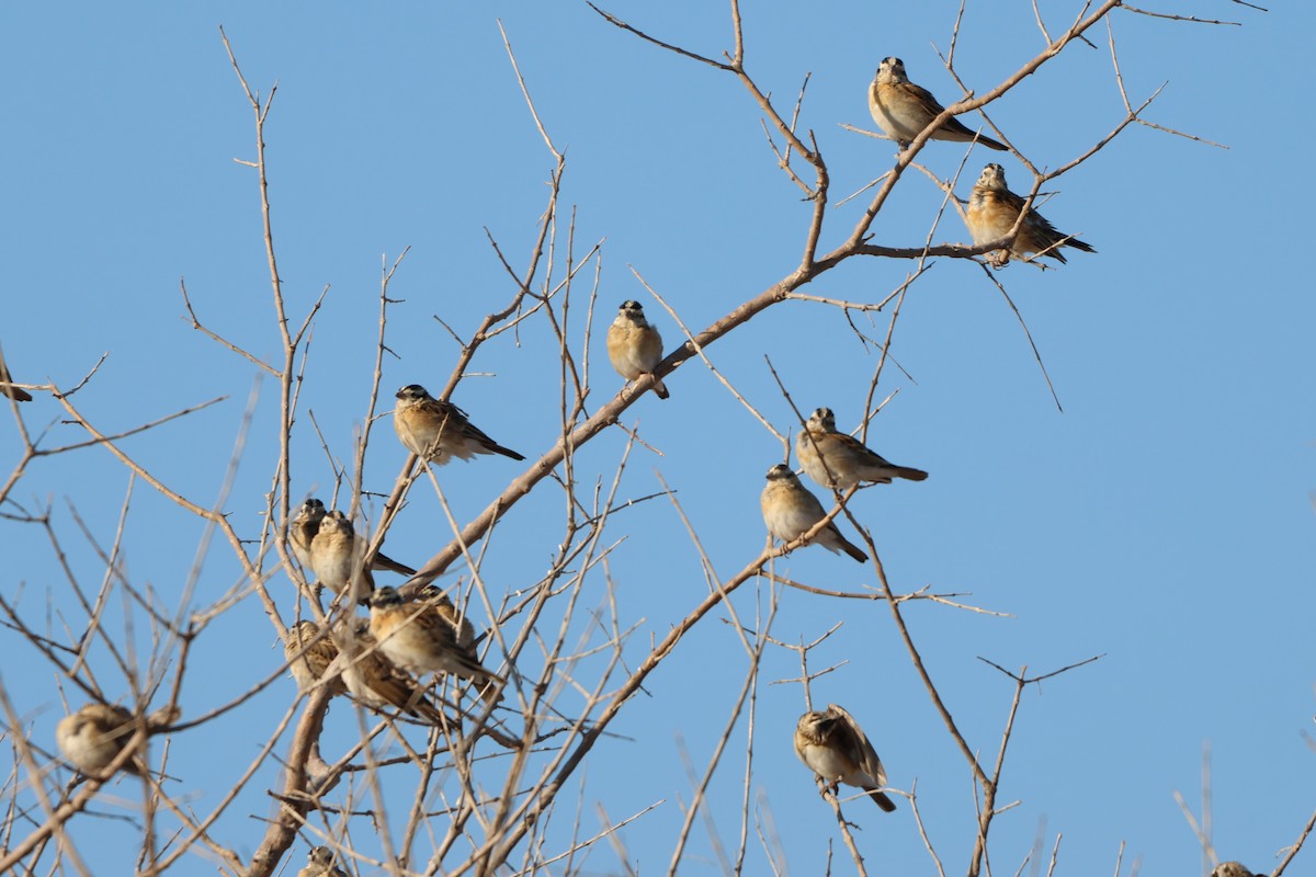 Eastern Paradise-Whydah - ML642908940