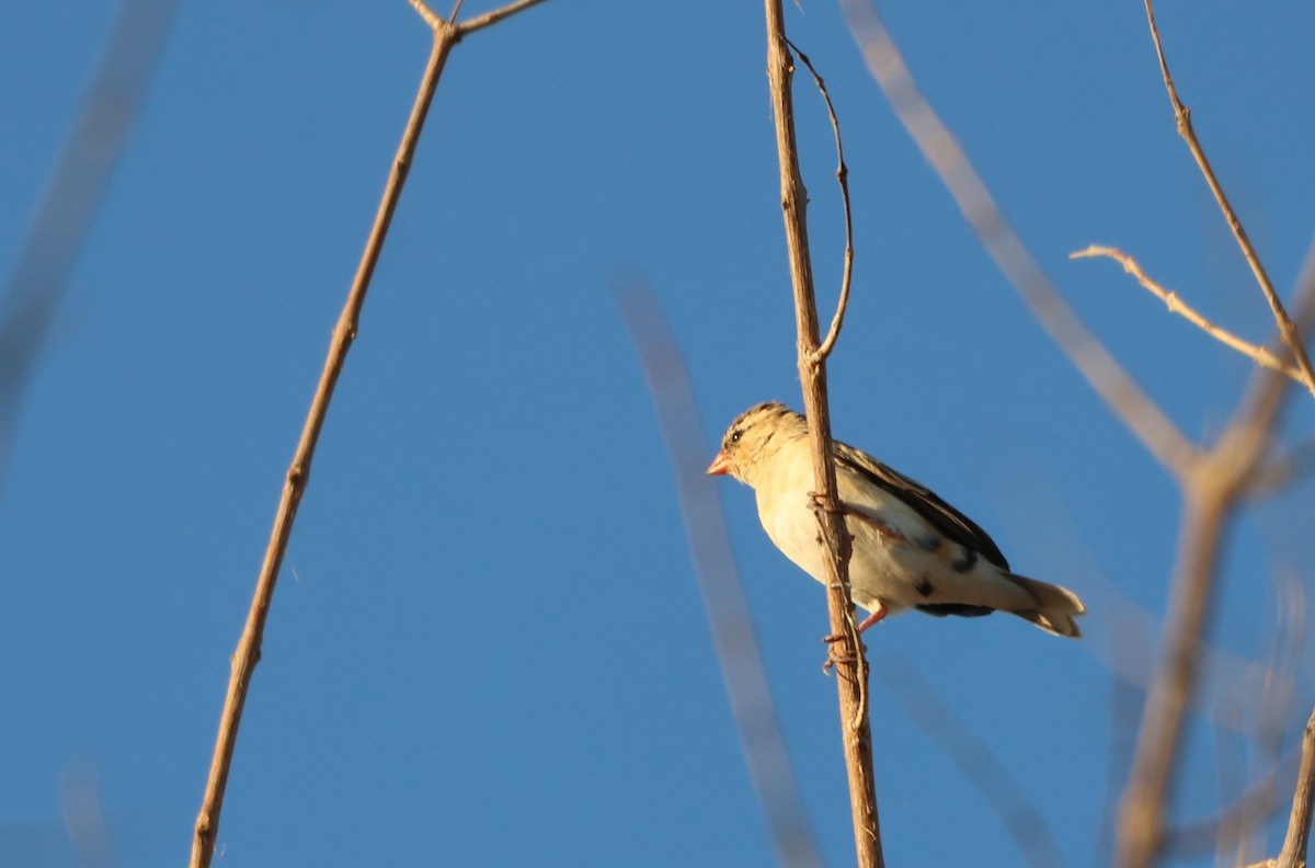 Shaft-tailed Whydah - ML642908953