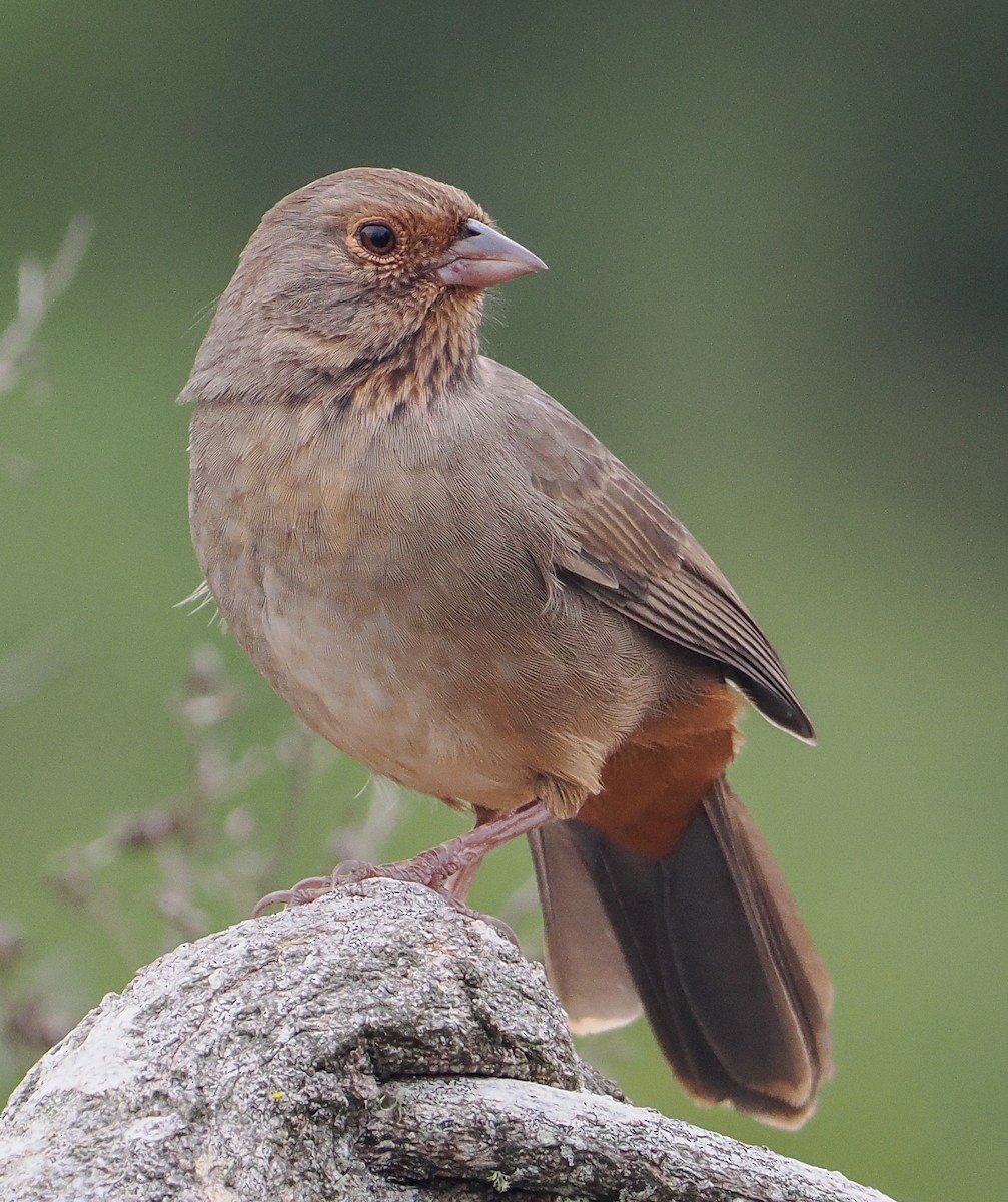 California Towhee - ML642908966