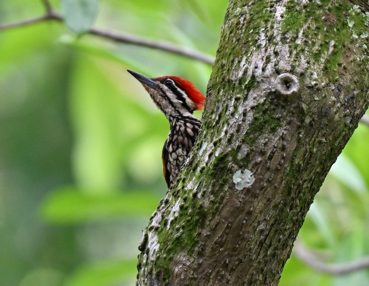 Common Flameback - ML642908996