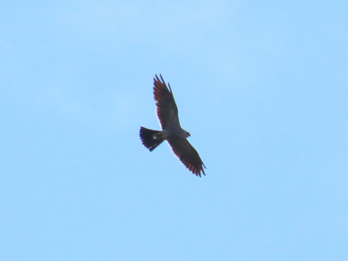 Mississippi Kite - ML642908998