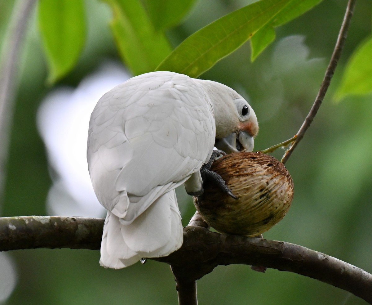 Tanimbar Corella - ML642909002