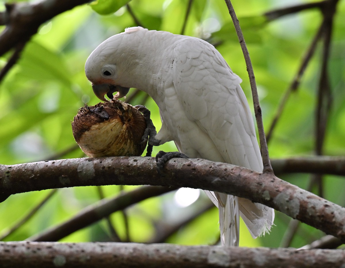 Tanimbar Corella - ML642909003