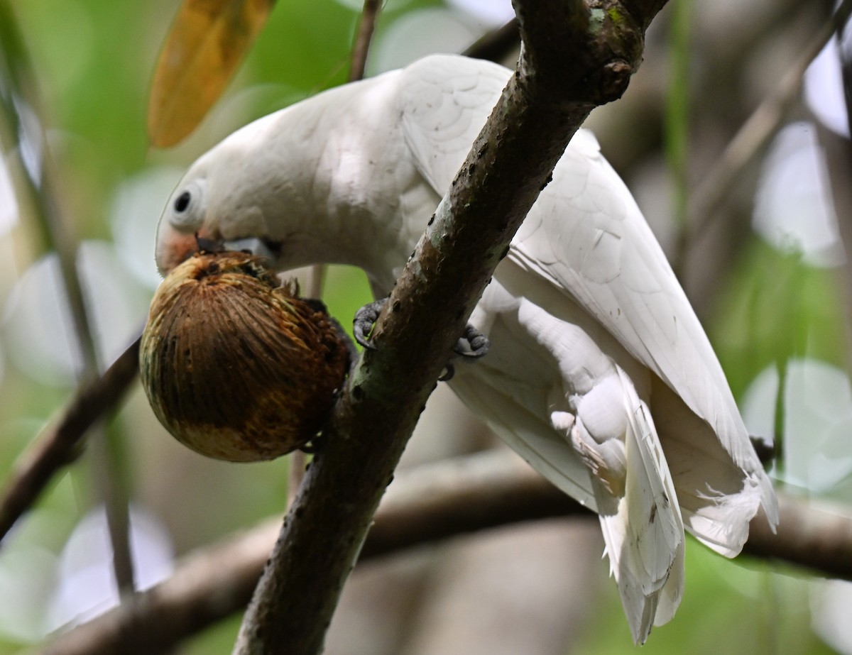 Tanimbar Corella - ML642909004