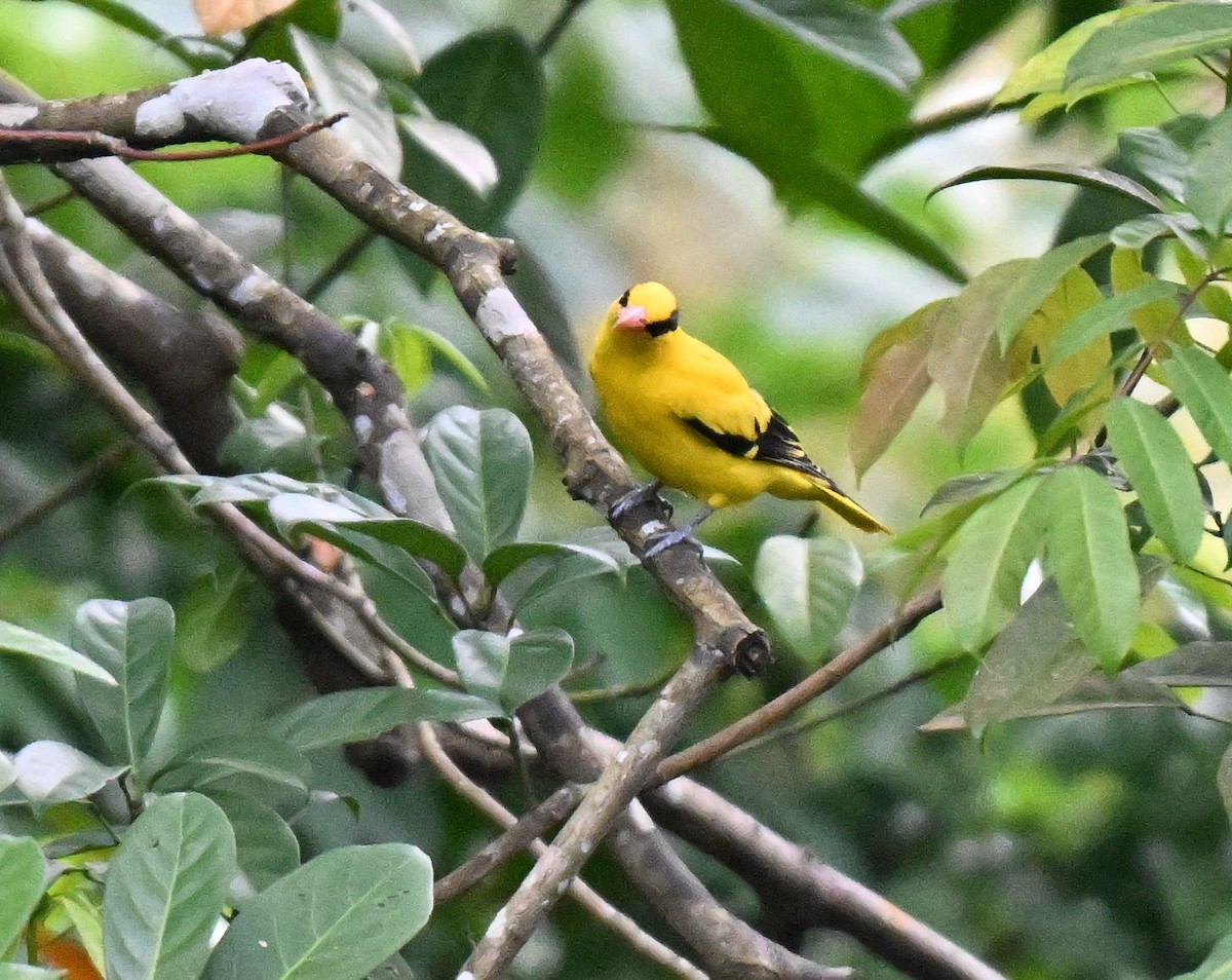 Black-naped Oriole - ML642909025