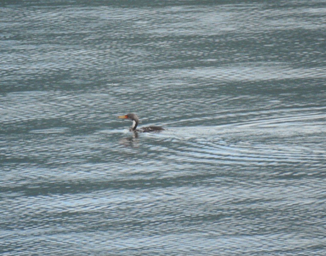 Red-legged Cormorant - ML642909026