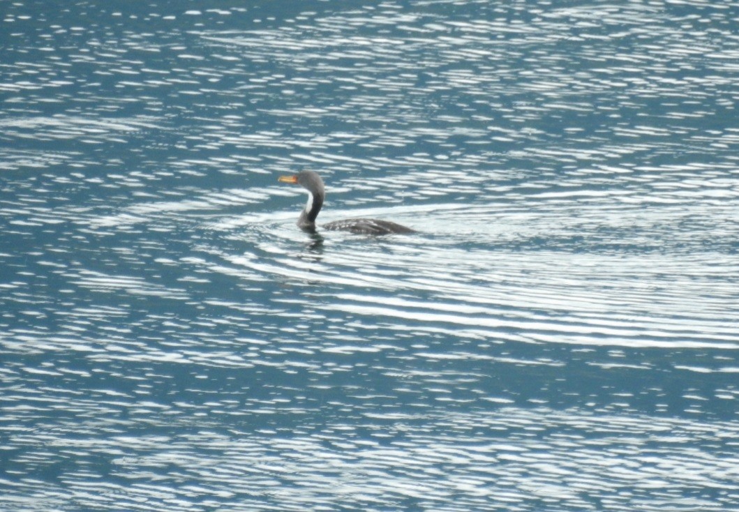 Red-legged Cormorant - ML642909027