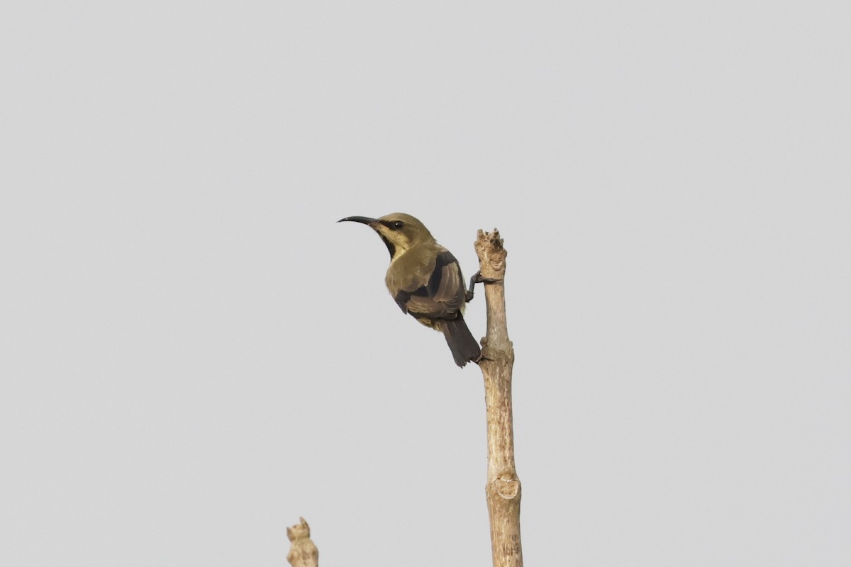 Copper Sunbird - ML642909028