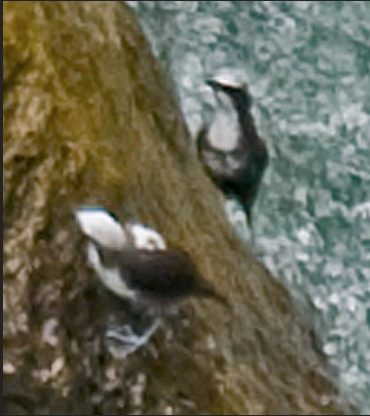 White-capped Dipper - ML642909042