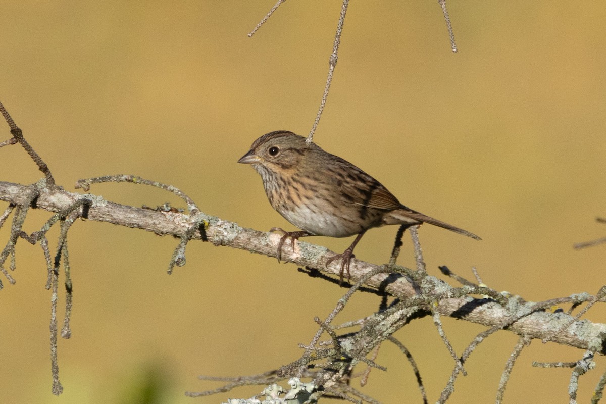 Lincoln's Sparrow - ML642909064