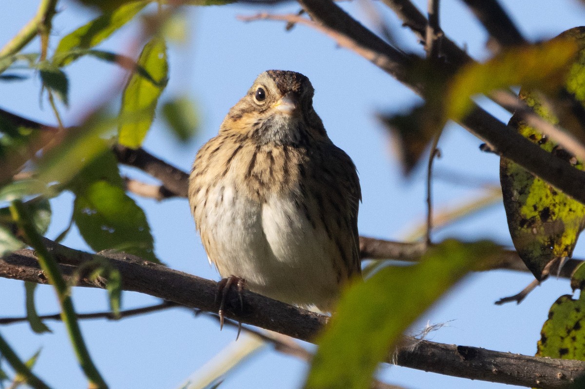 Lincoln's Sparrow - ML642909065