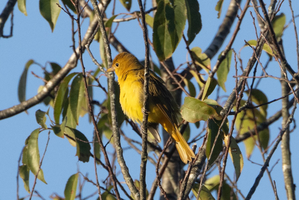 Summer Tanager - ML642909068