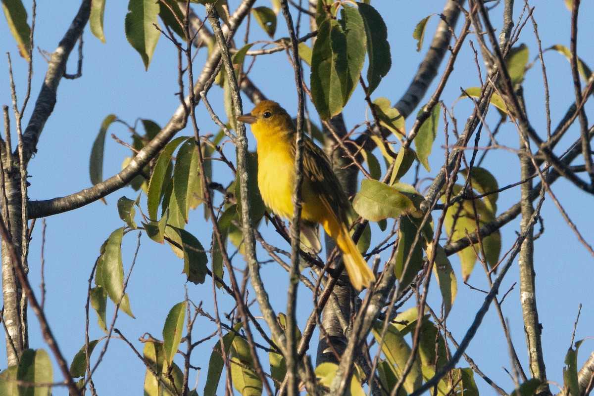 Summer Tanager - ML642909069
